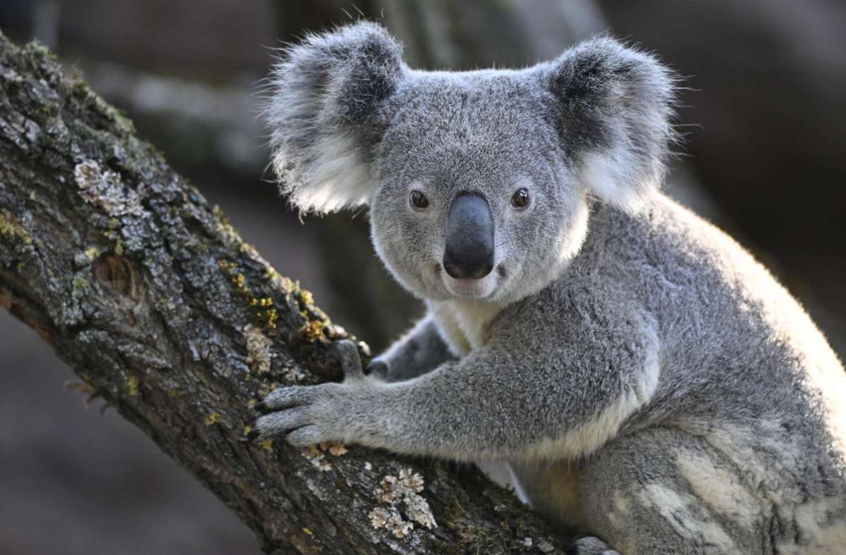 Ururahn aller Koalas