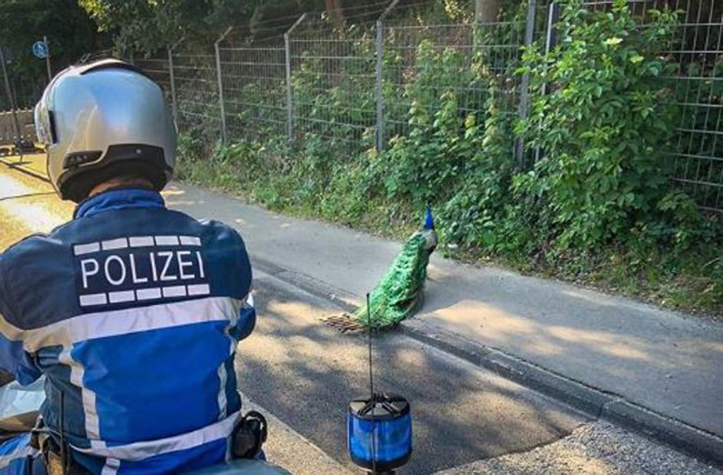 Tierischer Einsatz in Stuttgart: Pfau büxt aus der Wilhelma aus – und hält die Polizei auf Trab