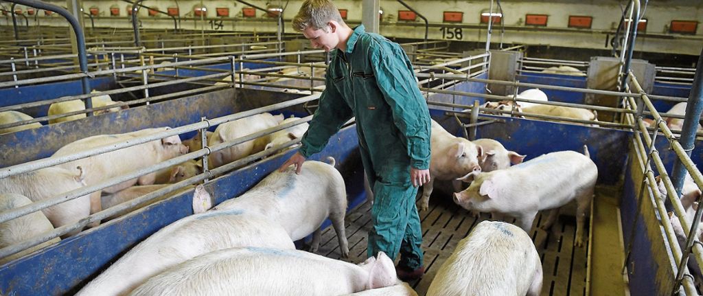 Einkommen sind dank höherer Preise für Schweinefleisch und Milch gestiegen: Bauern im Land geht es wieder besser