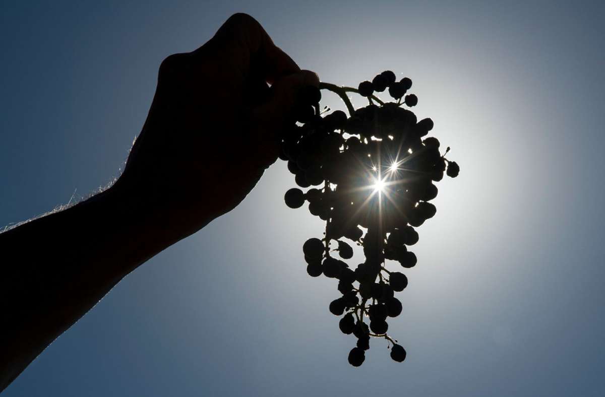 Lauffen im Kreis Heilbronn: Unbekannte stehlen zehn Tonnen Weintrauben