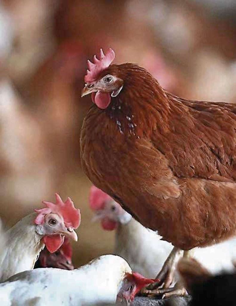Überstunden im Labor - Langeweile für Hühner: Vogelgrippe am Bodensee
