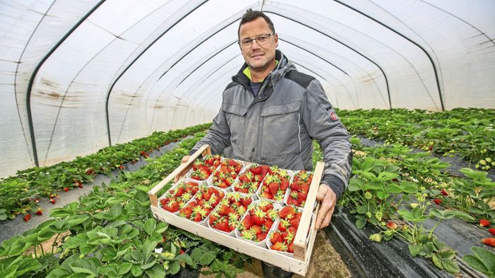Kaltstart für  Ernte von Spargel und Erdbeeren