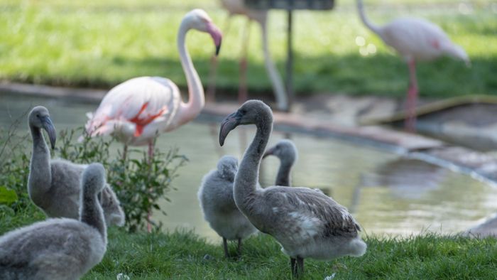 Sieben süße Flamingoküken geschlüpft
