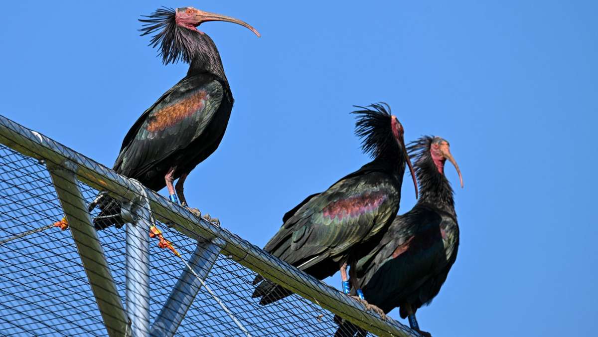 Baden-Württemberg: Jede siebte Vogelart ist vom Aussterben bedroht