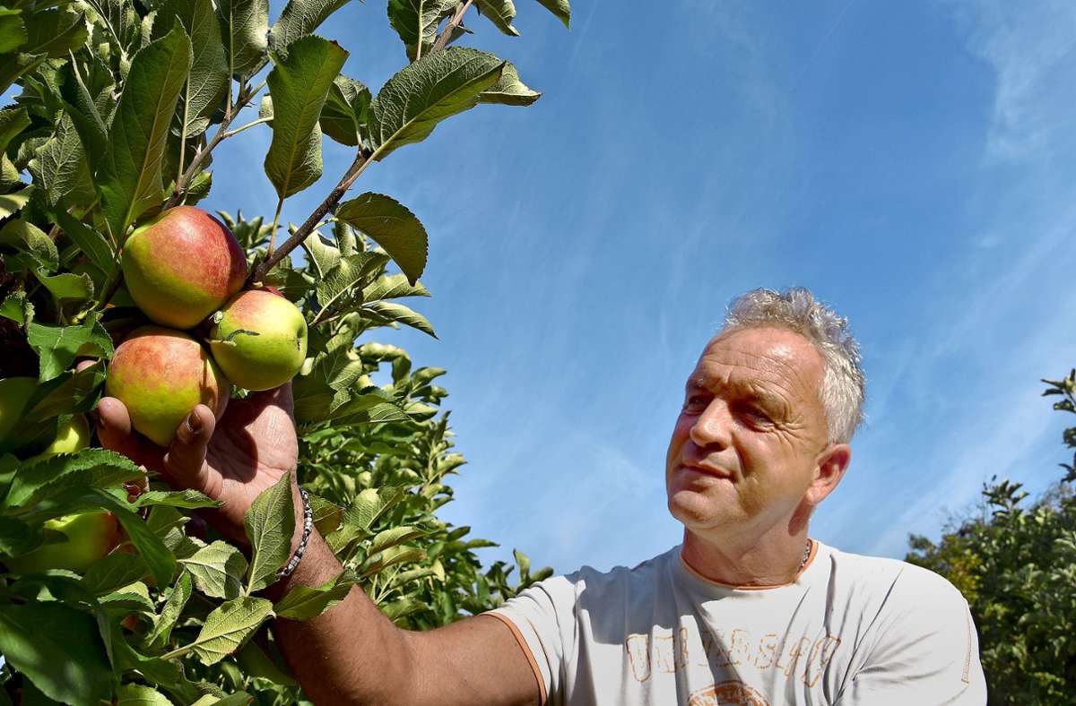 Obsternte in Stuttgart-Uhlbach: Trockenheit setzt auch den Äpfeln zu