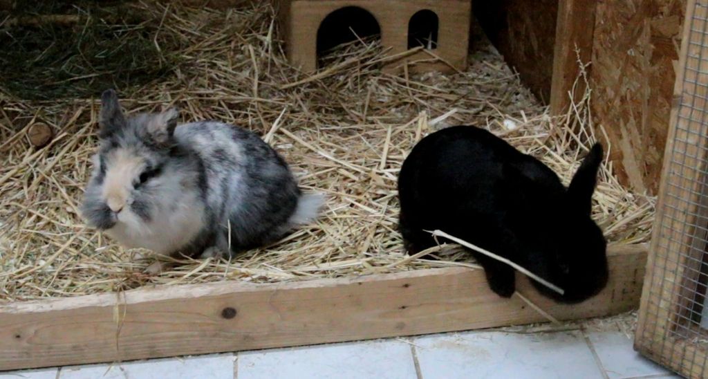In der Serie Schnauze, Schnabel, Schnuppernäschen stellt die EZ Tiere aus dem Tierheim vor: Die Kaninchen Mika und Prinzessin aus dem Tierheim Esslingen