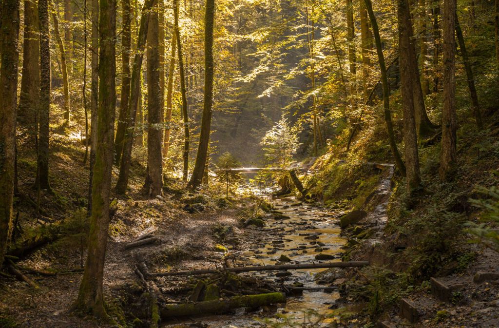 Der Schwäbische Wald ist verwunschen – und weitläufig: Sehr idyllisch ist es zum Beispiel im Strümpfelbachtal.