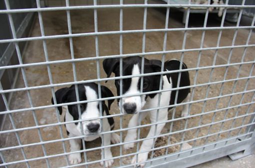 Im Tierheim in Botnang sind derzeit bis zu 100 Hunde untergebracht. Foto: Torsten Ströbele