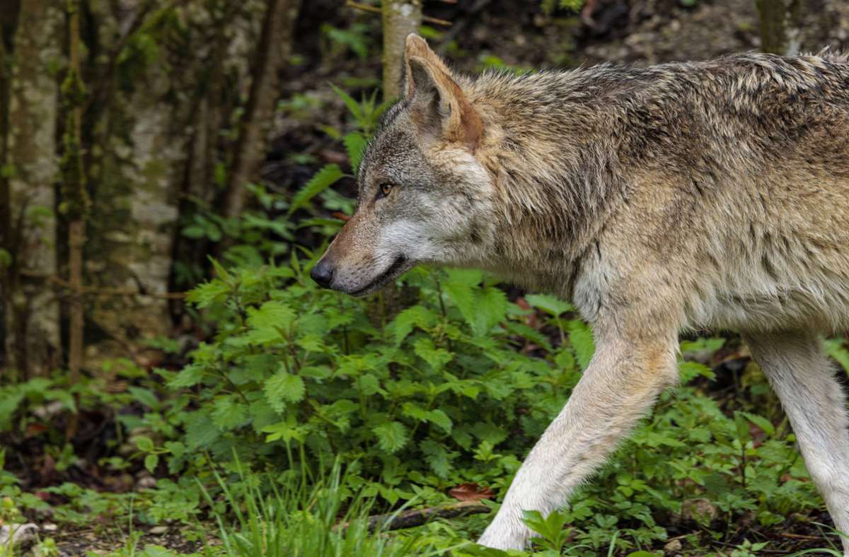 Baden-Württemberg: Erstes Wolfsrudel im Schwarzwald nachgewiesen