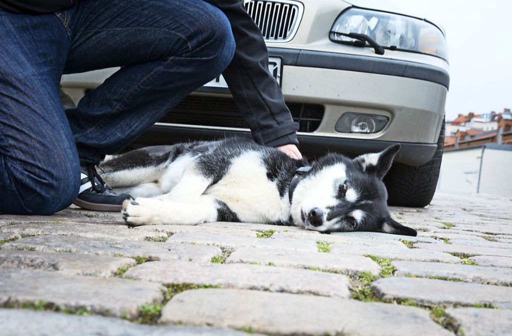 Unfälle mit Haustieren: Liegenlassen ist keine Option