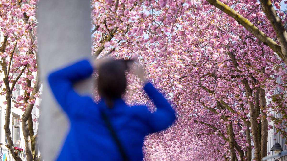 Frühling: Bonner Kirschblüte könnte zu Ostern erstrahlen