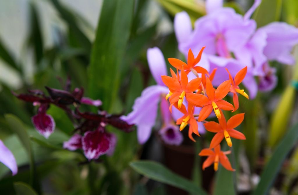 : Orchideen: Genügsame Schönheiten