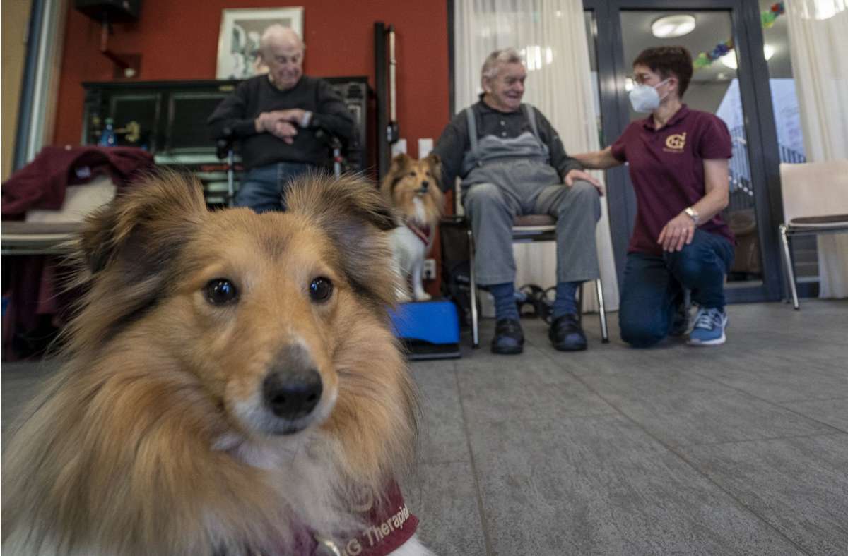 Therapiehunde in Weil der Stadt: Mit Herz und Schnauze im Seniorenzentrum