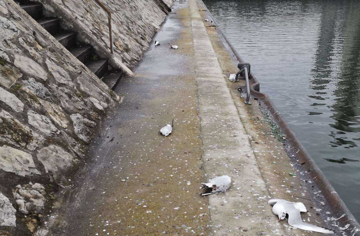 Zahlreiche tote Möwen am Ufer des Neckars Foto: privat