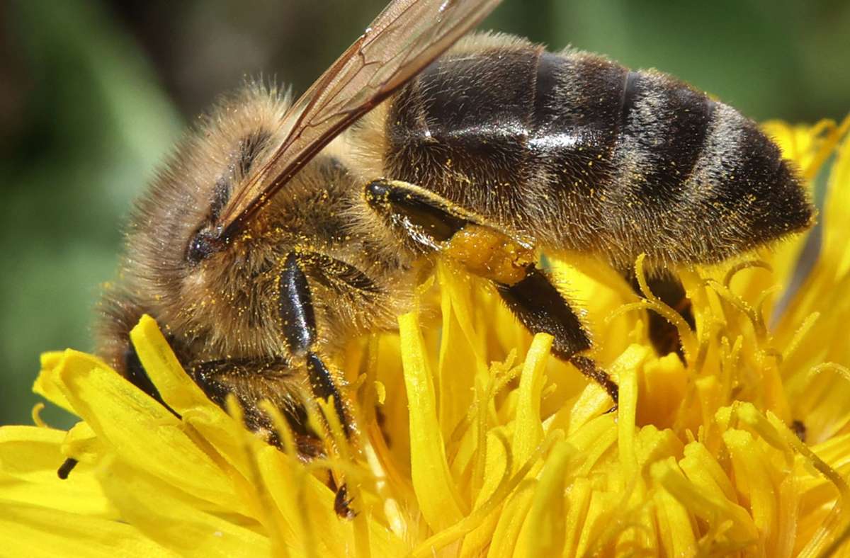 Imker streitet in Karlsruhe mit Behörden: Bienenfreundlicher Garten unerwünscht?