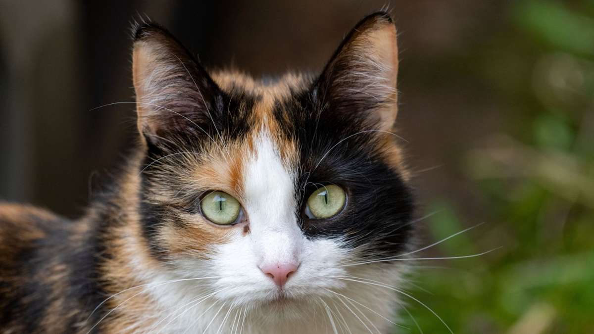 Kastrationspflicht tritt zum 1. Oktober in Kraft: Katzen in Mannheim müssen kastriert werden