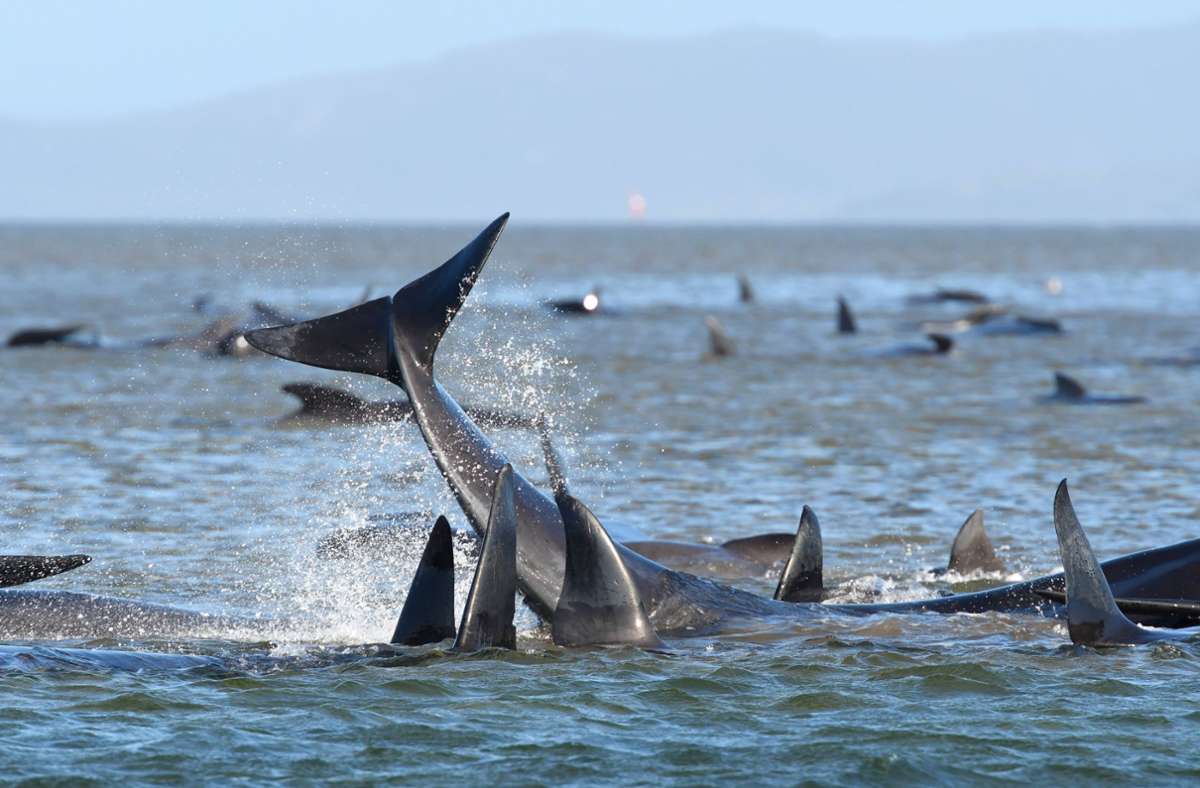 Im Bundesstaat Tasmanien: Beinahe 500 Wale vor Australiens Küste gestrandet – 380 bereits tot