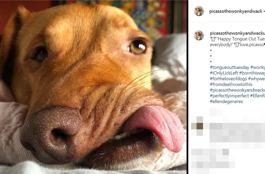 Der Hund Picasso kam mit einer schrägen Schnauze zur Welt. Foto: Instagram/picassothewonkyandwacku