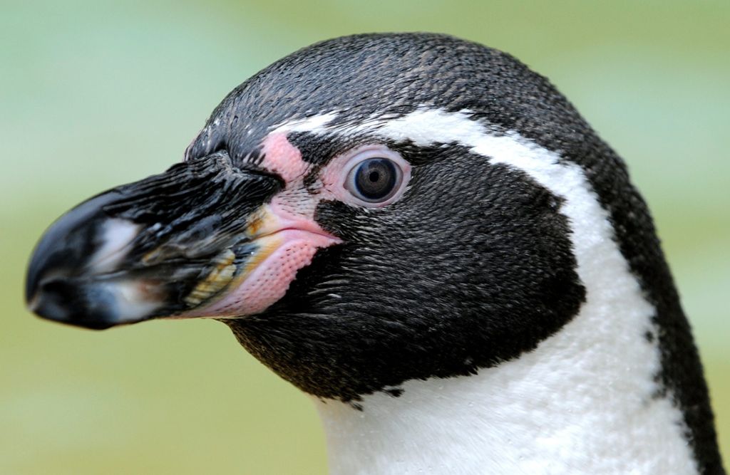 Polizei sucht weiter nach gestohlenem Pinguin