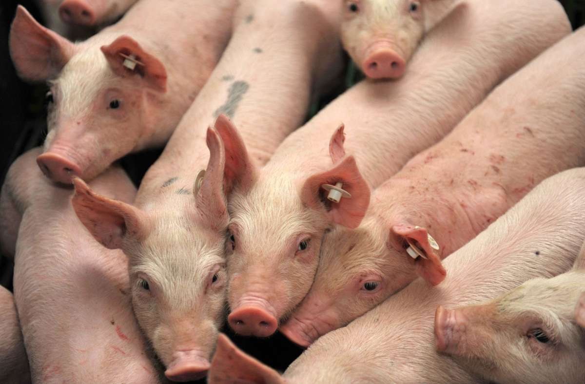 Tübingen: Forscher weisen Hepatitis-E-Viren in Schweinefleisch nach