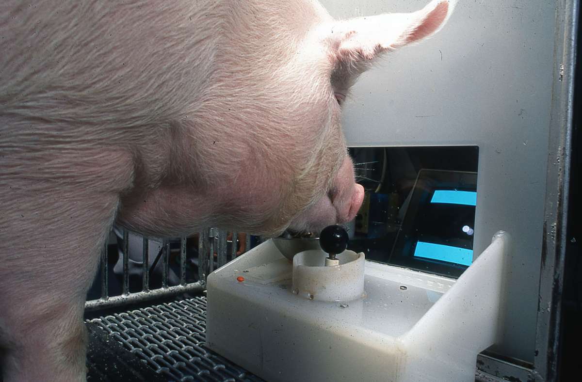 Schweine – unterschätztes  Borstenvieh: Schweine können Computerspiele bedienen