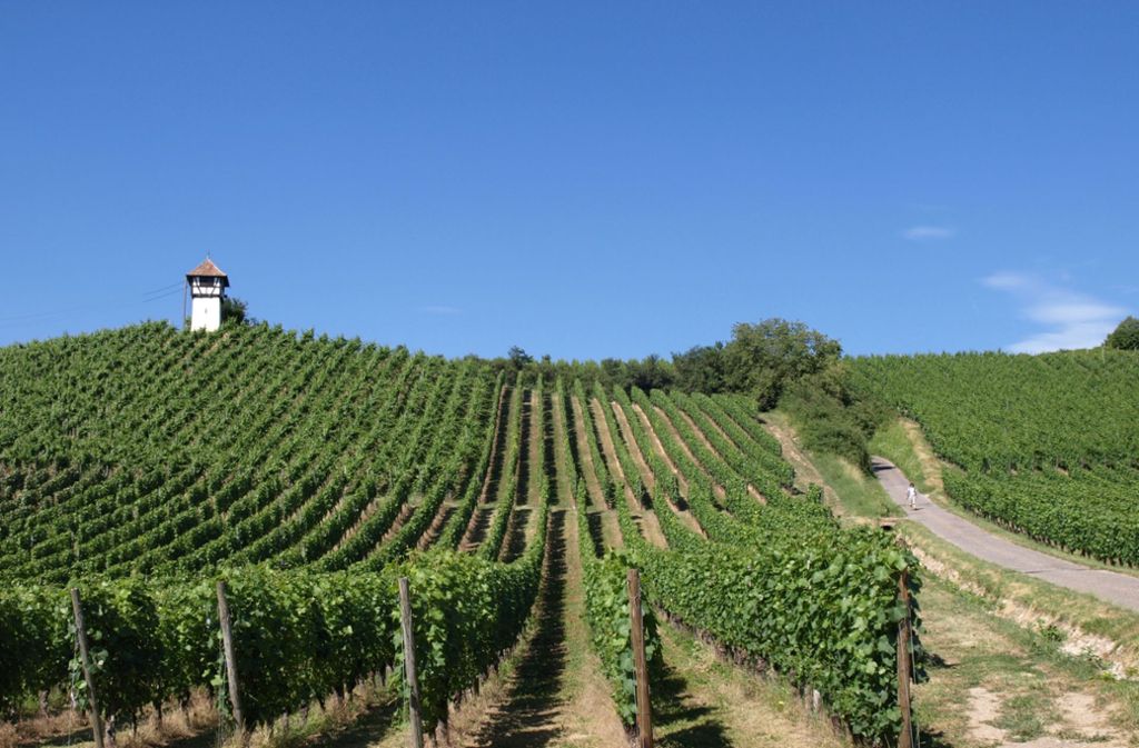 Weinbau am Bodensee: Wendelgards Erbe