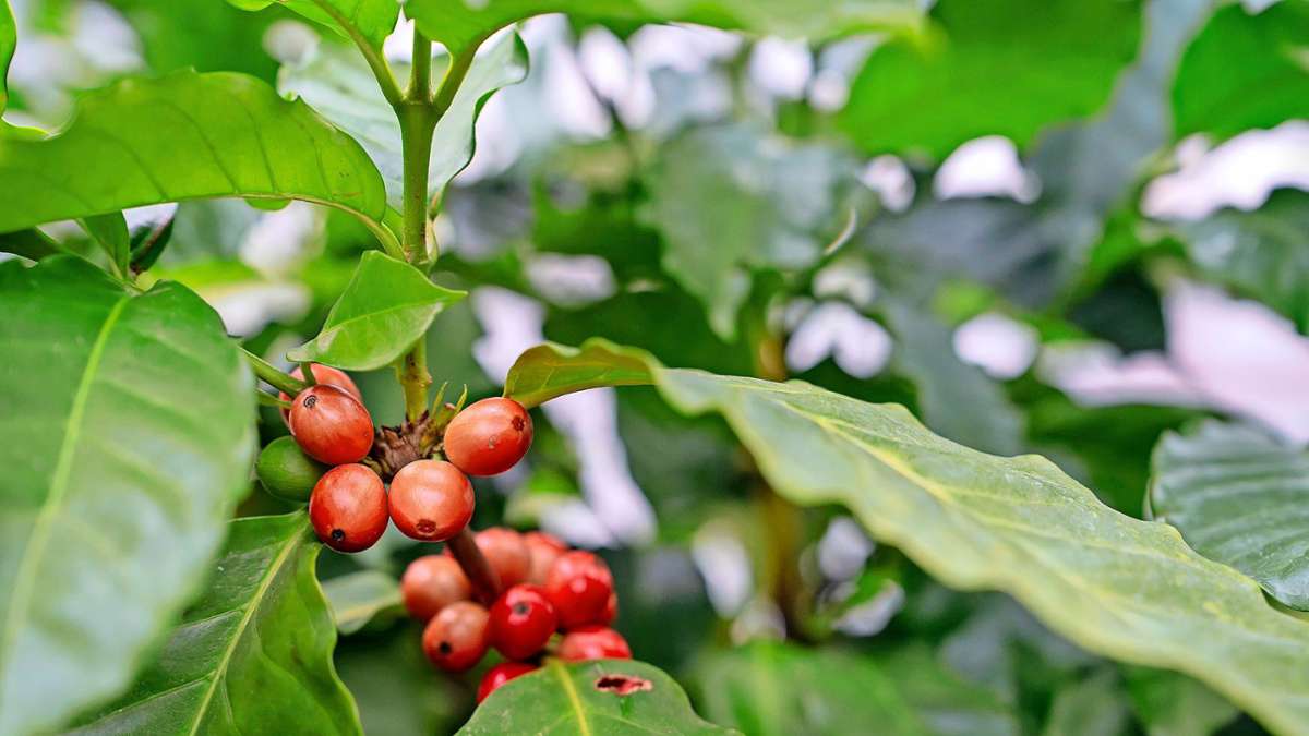 Auf der Intergastra zeigt die Wilhelma  Kaffeepflanzen aus aller Welt.