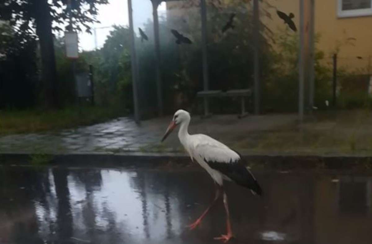 Lustiges Video geht viral: Storch an Bushaltestelle wird zum Internethit