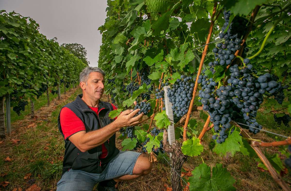 Esslingen: Weingärtner in Stadt und Kreis rechnen mit gutem Jahrgang