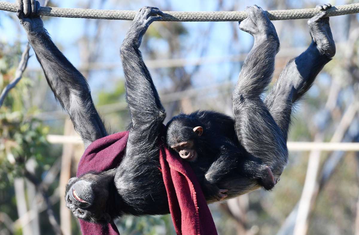 Tierversuche mit Menschenaffen: Patente auf Schimpansen gelten nicht mehr