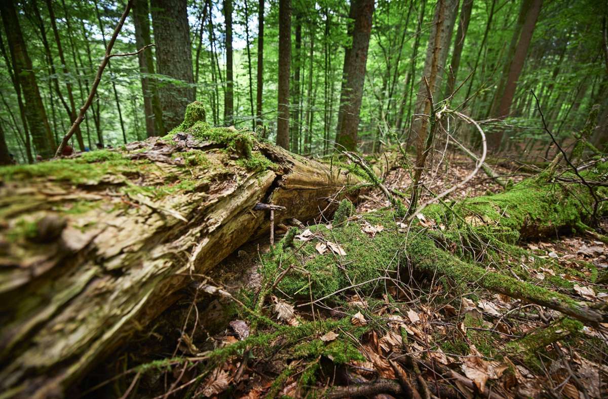 Arten- und Naturschutz im Rems-Murr-Kreis: Wie Alt- und Totholz Leben in den  Wald bringen