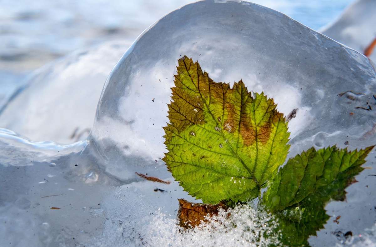 Am Plöner See  in Schleswig-Holstein sind  Blätter vollständig von Eis eingeschlossen.