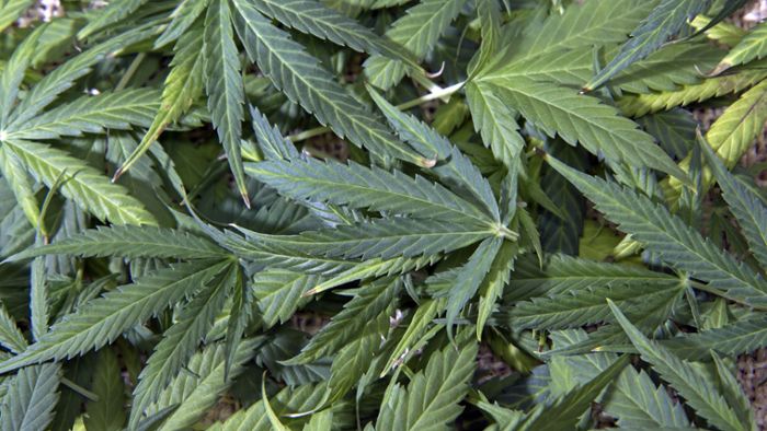 Polizei beschlagnahmt 18 Kilogramm Marihuana