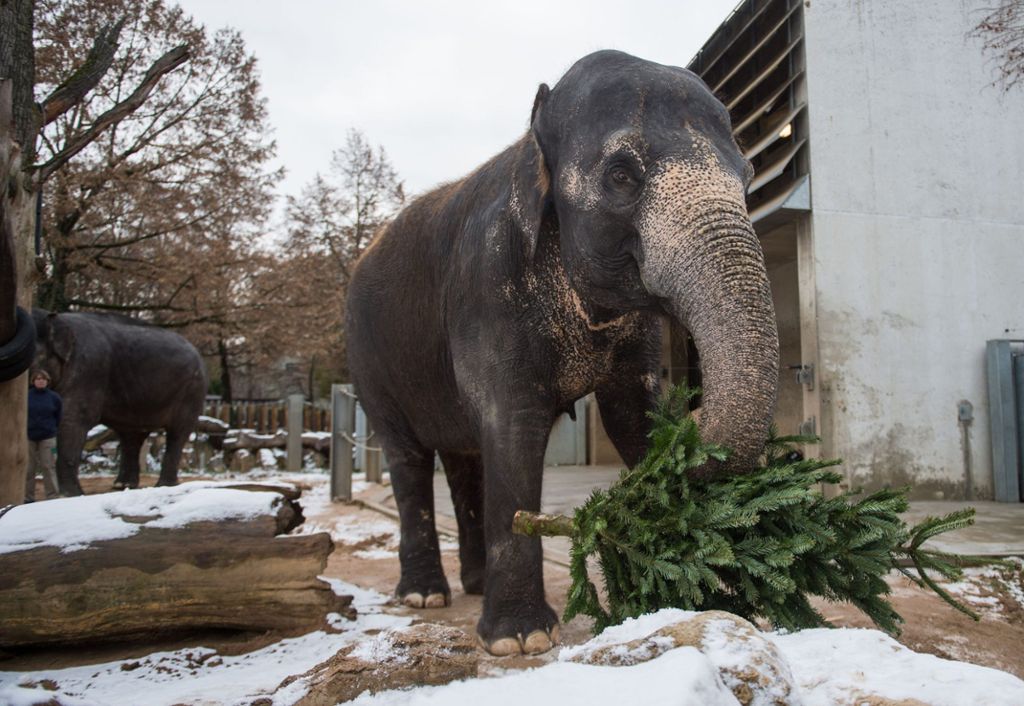 Die asiatische Elefantenkuh Pama schnappt sich in der Wilhelma einen ausrangierten Weihnachtbaum.