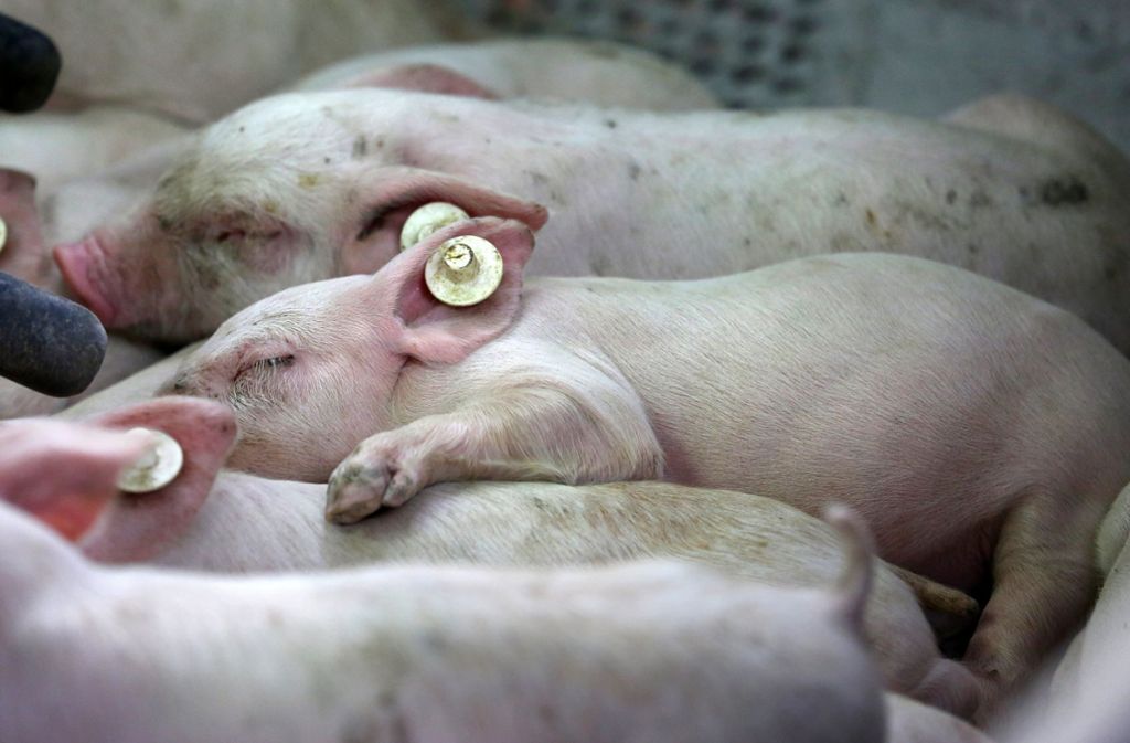 Tierquälerei in Merklingen: Prozess um Quälerei in Schweinezucht – Geringere Strafe gefordert