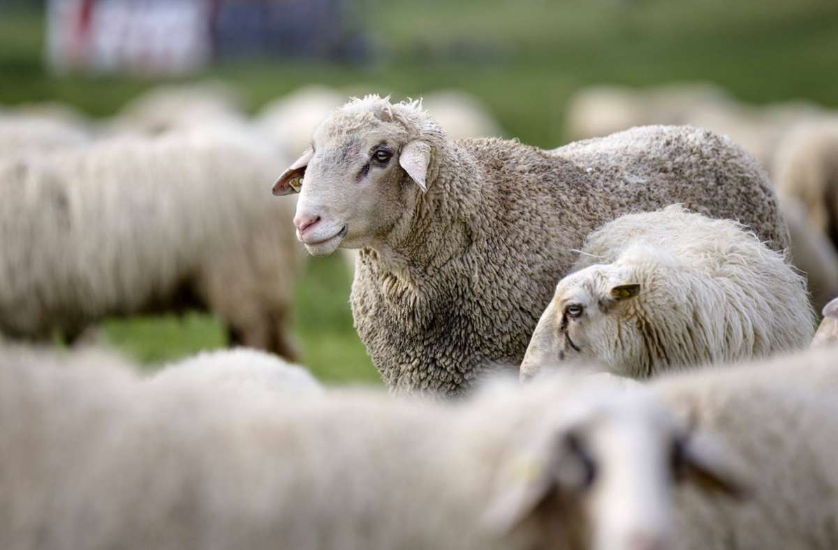 Tierischer Einsatz in Weingarten: Hunderte ausgebüxte Schafe   halten Polizei auf Trab