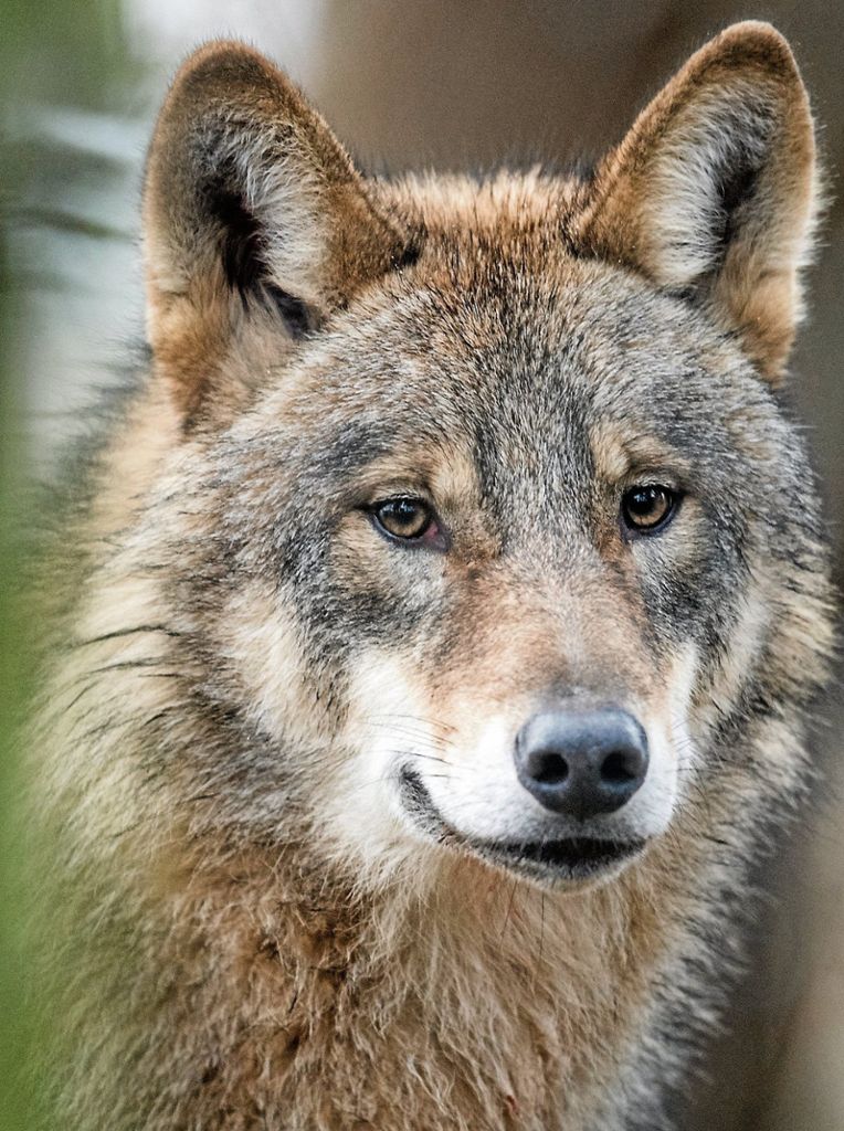 Noch keine Tiere im Kreis Esslingen gesichtet: Keine Angst vorm bösen Wolf