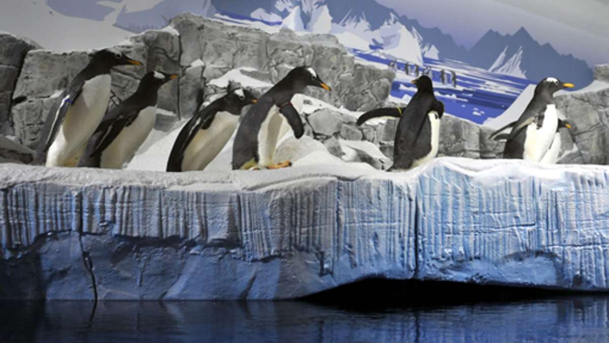 Sealife Konstanz: Das größte Aquarium im Land ist derzeit dicht