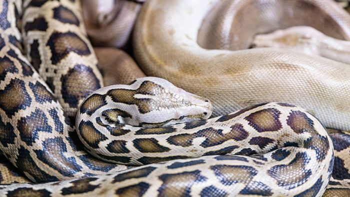 Zwei mutmaßlich ausgesetzte Pythons sind tot – Polizei geht Spuren nach