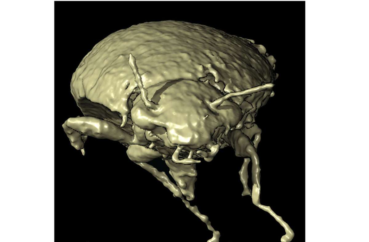 Das Bild zeigt ein 3D-Modell des Insekts mit dem Namen Triamyxa coprolithica.