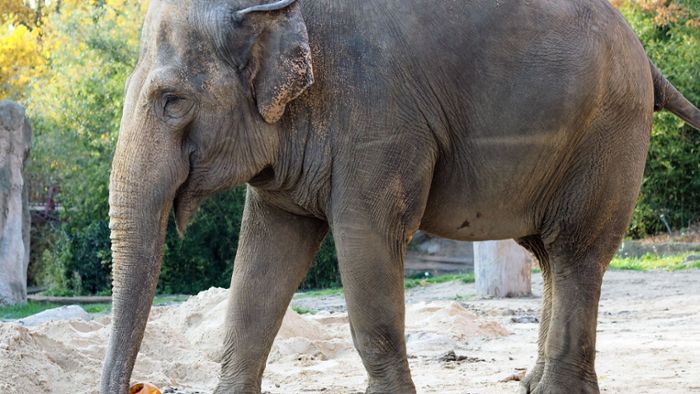 Alte Elefantenkuh  kommt in den Karlsruher Zoo