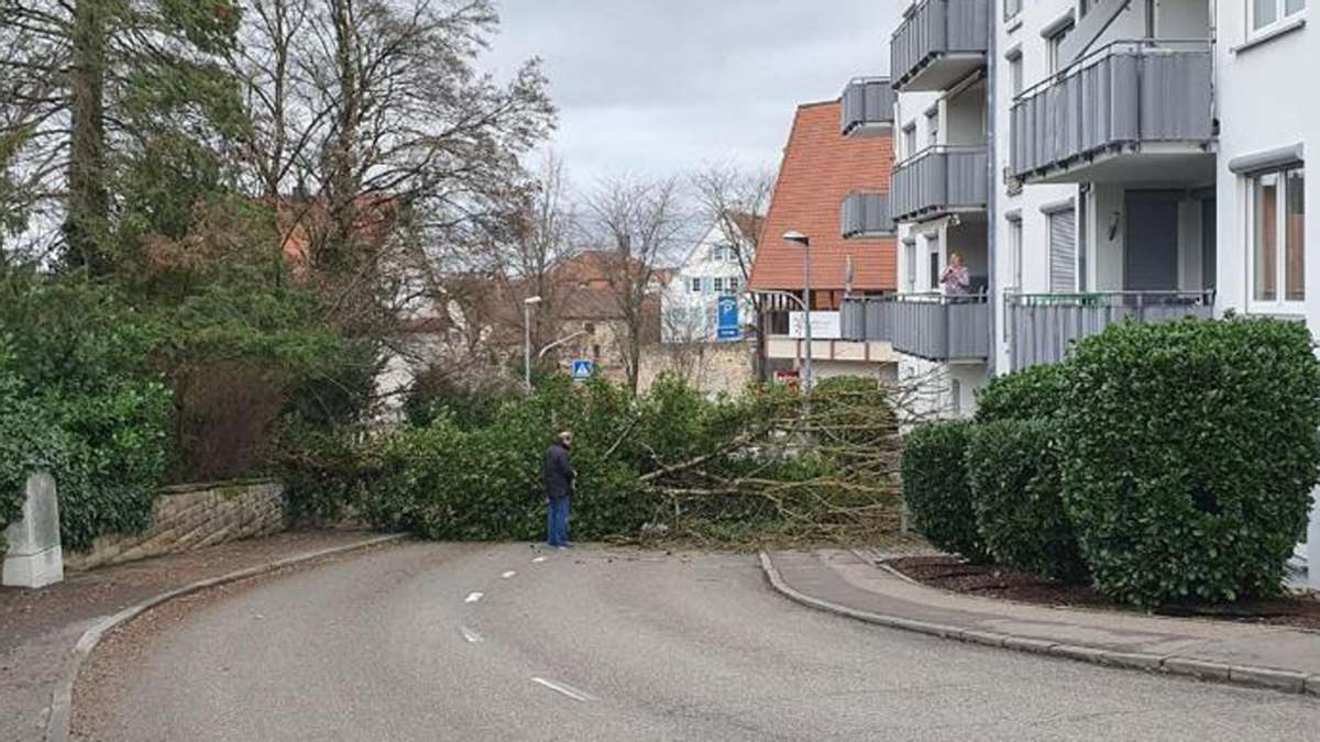 Umgestürzte Bäume im Kreis Ludwigsburg: Sturm hält Feuerwehr in Atem