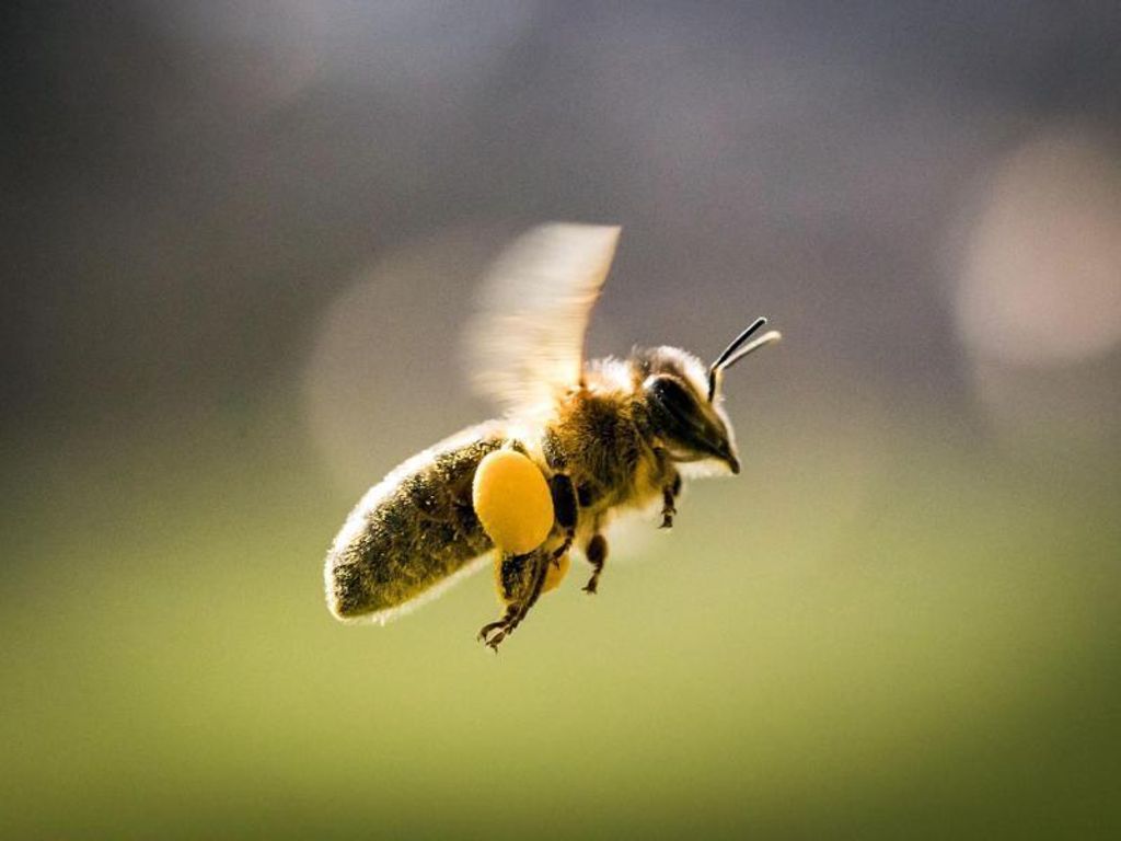 Der Mann fiel wenig später in Ohnmacht: Biene sticht Allergiker auf Motorrad