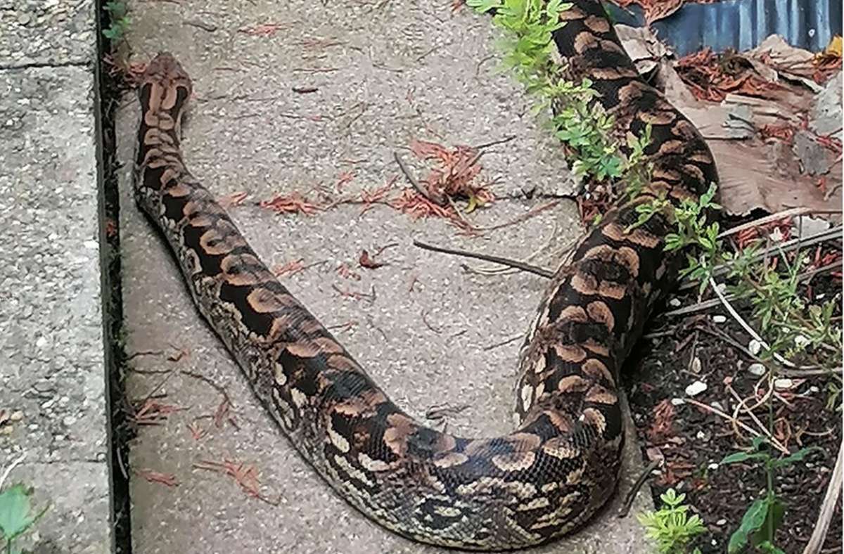 Kurioser Fund in Weinstadt: Zwei Meter lange Schlange im Garten entdeckt