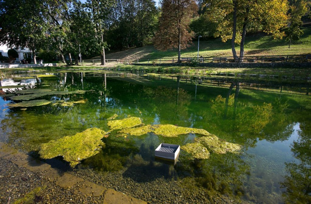 Für manche Berkheimer ist die See-Sanierung zu naturnah ausgefallen: Ärger um Algen im Berkheimer See