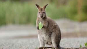 Mini-Känguru büxt nach Sturm Sabine aus – Zeugen gesucht