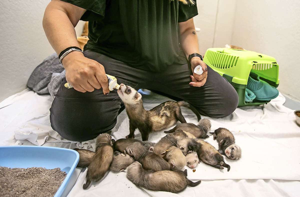 Fütterungszeit für Tiffany und ihre zwölf Jungen, die in einem extra Raum im Tierheim untergebracht wurden. Foto: Roberto Bulgrin