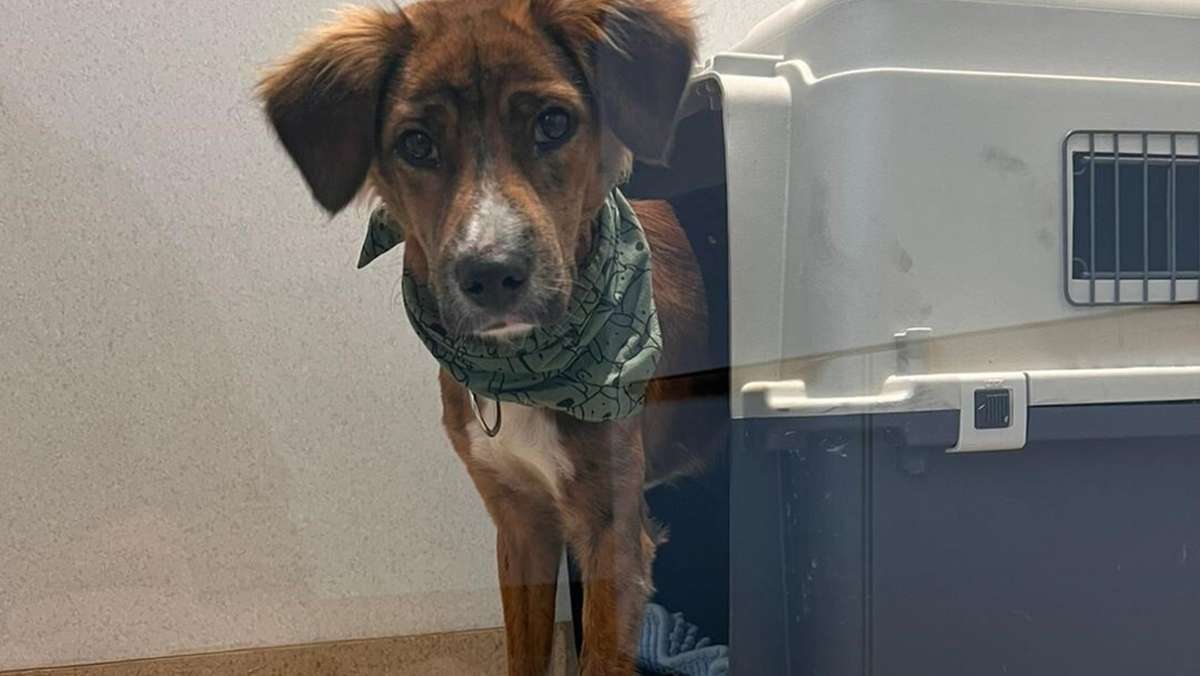 Nach Suchaktion in München: Entlaufener Hund Sammy wieder in Sicherheit