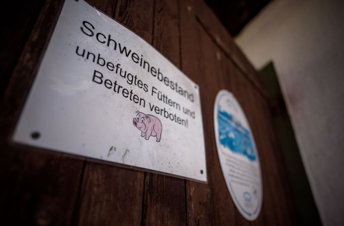 Freilandschweine in Großerlach: Ein sauglückliches, artgerechtes Leben