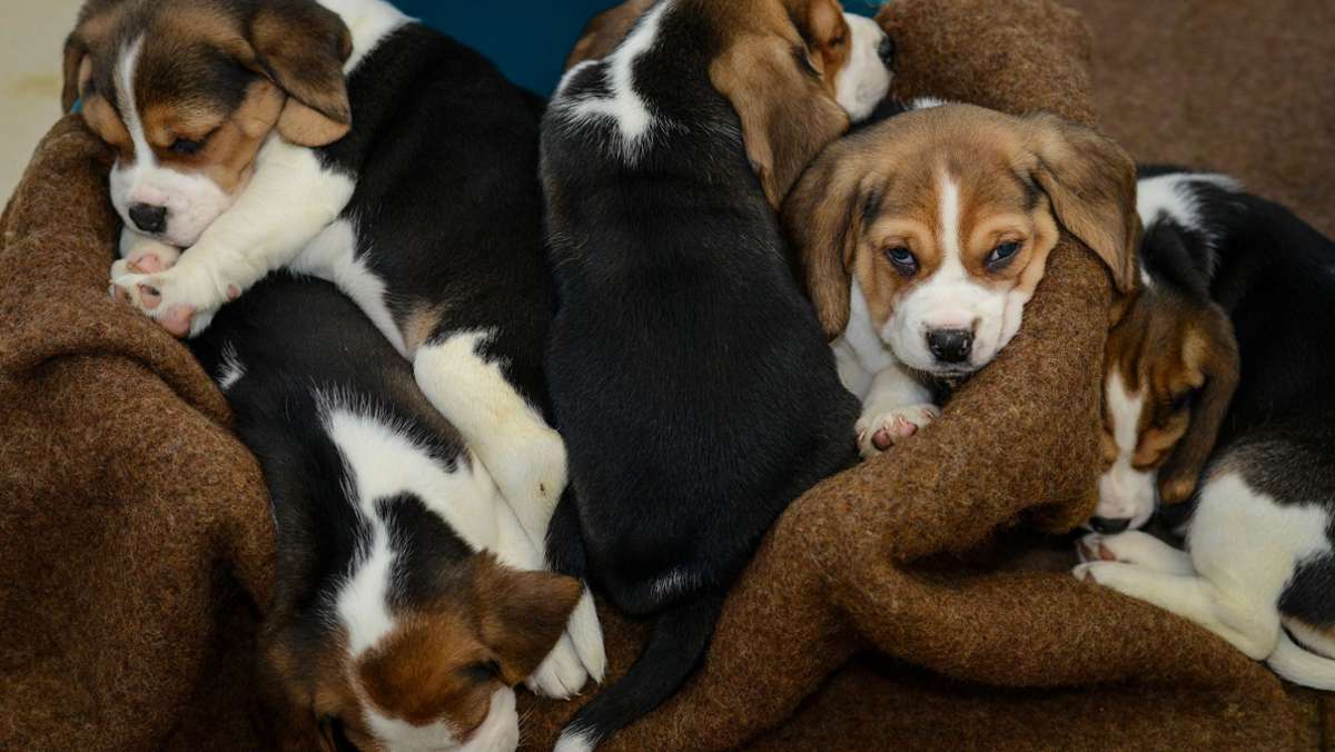 Tierheim Ludwigsburg: Die traurigen Folgen des Hunde-Booms